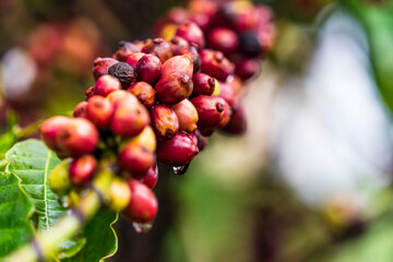 Coffee beans ripening, fresh coffee, red berry branch, industry agriculture on tree in Central Highland of Vietnam. Vietnamese coffee. Selective focus.