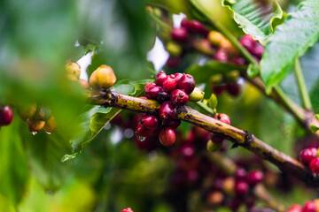 Coffee beans ripening, fresh coffee, red berry branch, industry agriculture on tree in Central Highland of Vietnam. Vietnamese coffee. Selective focus.