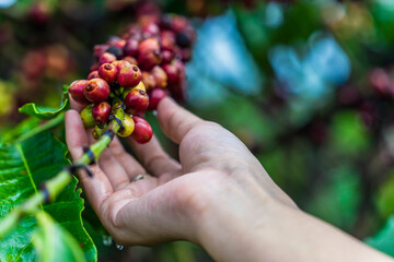 Naklejka na ściany i meble Coffee beans ripening, fresh coffee, red berry branch, industry agriculture on tree in Central Highland of Vietnam. Vietnamese coffee. Harvesting coffee berries by agriculturist hands