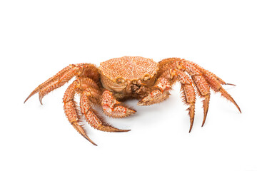 fresh cooked crab quadrangular hairy or red crab isolated on white background