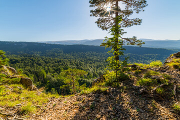 A relict pine tree grows on the edge of the mountain plateau in mountain