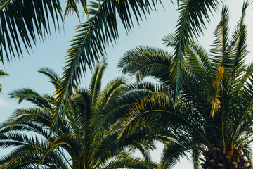 Tropical jungle, palm leaves on a sunny day, sky.