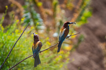 European bee-eater or Merops Apiaster in natural habitat