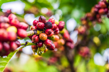 Coffee beans ripening, fresh coffee, red berry branch, industry agriculture on tree in Central Highland of Vietnam. Vietnamese coffee. Selective focus.