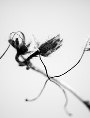 black and white silhouette of a seed pods