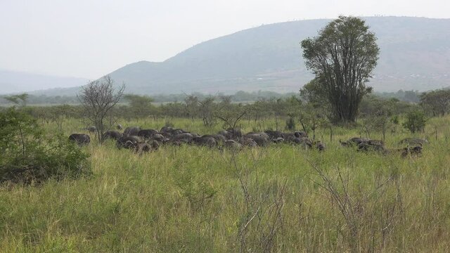 Real Wild Buffalo Herd in Natural Habitat in the African Savannah. Wildlife of Africa. Cape buffalo (Syncerus caffer) is a bovine. Wildlife nature big giant biggest horn antler animal  moorland meadow
