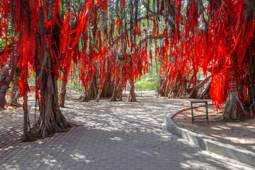 Chinese traditional culture: the red ribbon hanging on a huge banyan tree for wishing