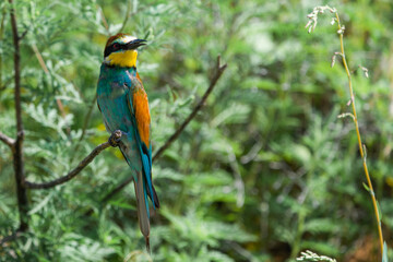 European bee-eater or Merops apiaster is sitting on a twig