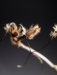 close up of seed pods