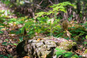 Sprout plant growing on stones in forest with blurred background