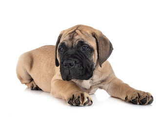 Obraz premium puppy bullmastiff in studio