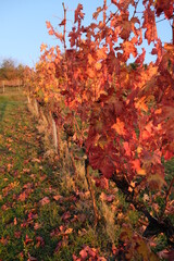 File di vite in una collina in autunno con foglie rosse. Vite per vino