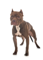 american pit bull terrier
