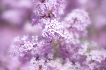 delicate pink lilac flowers on a blurry soft background