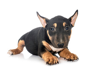 Obraz premium puppy Miniature Bull Terrier
