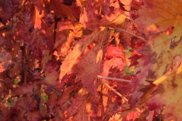 Naklejka na ściany i meble File di vite in una collina in autunno con foglie rosse. Vite per vino