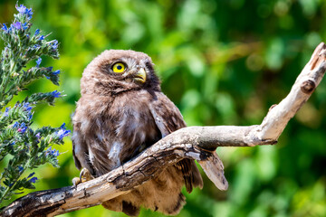 Little owl or Athene noctua on wooden branch with flowers