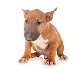 puppy Miniature Bull Terrier