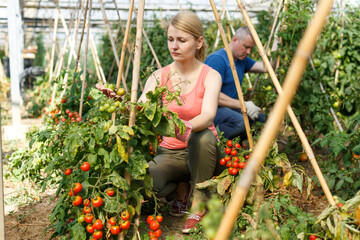 Portrait of young woman working in hothouse with husband, checking tomato plants..