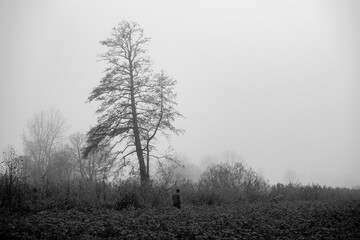 Melancholische Pflanzenbilder