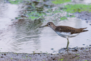 Green sandpiper or Tringa ochropus