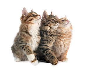 Obraz premium Kurilian Bobtails in studio