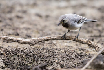 Young white wagtail, Motacilla alba, sitting on a branch near a river. Portrait of a young common songbird with long tail and black and white feather. Intimate portrait of a cute little bird