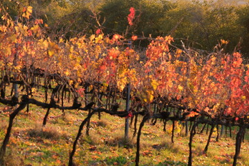 File di vite in una collina in autunno con foglie rosse. Vite per vino