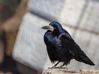 Black Carrion Crow or Corvus corone bird in city