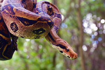 The boa constrictor (Boa constrictor), also called the red-tailed or the common boa on a branch in...