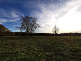 Fototapeta premium Landschaft mit Weide