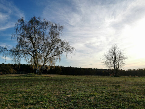 Eine menschenleere Landschaft mit Birkenweide und schönem Wolkenbild