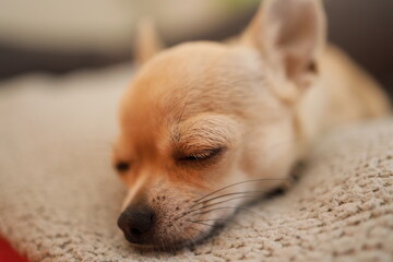 Closeup portrait of small funny beige mini chihuahua dog, puppy, blurred background