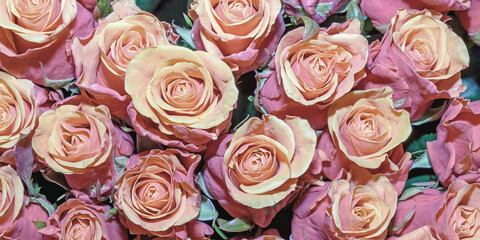 Background of beautiful flowers. Сlose up.