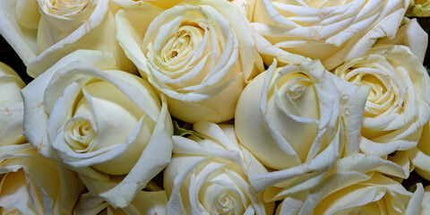 Background of beautiful flowers. Сlose up.