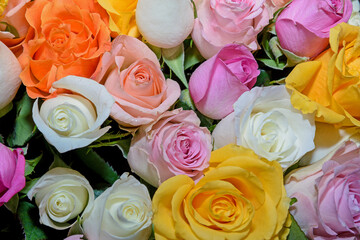Background of beautiful flowers. Сlose up.