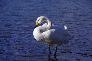 北海道、屈斜路湖の白鳥