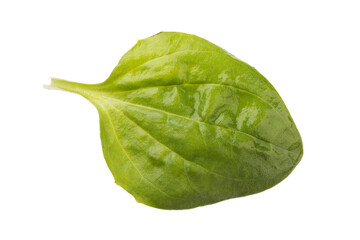 One plantain leaf isolated on white background. Stacking photos © Sergey Chayko