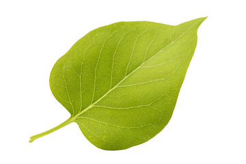 Green lilac leaf isolated on white background
