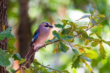 Eurasian jay or Garrulus glandarius in city park