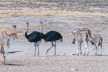 Burchells zebras, ostriches and springbok at the Nebrownii waterhole