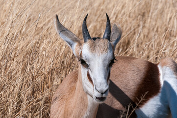Immature springbok between grass in northern Namibia