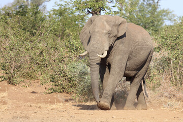 Obraz premium Afrikanischer Elefant / African elephant / Loxodonta africana