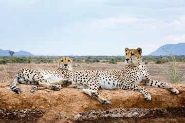 Cheetahs lounging