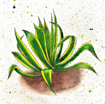 American Aloe O Agave Americana, Marginata. Exotic Plant. Hand Painted Watercolor Illustration.