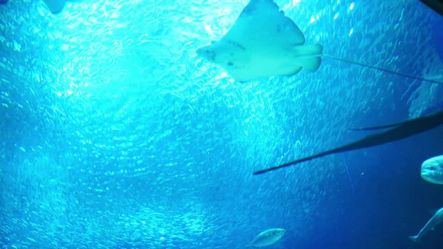 水族館　水槽の中　海の生物たち
