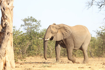 Afrikanischer Elefant / African elephant / Loxodonta africana