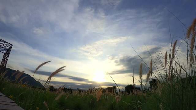 desho grass are blown by wind , breeze. in Thailand 4k  timelaspe