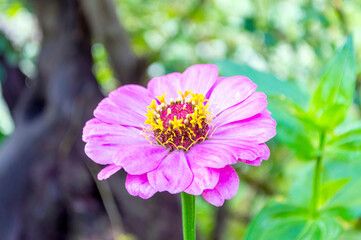 Cosmos Flower