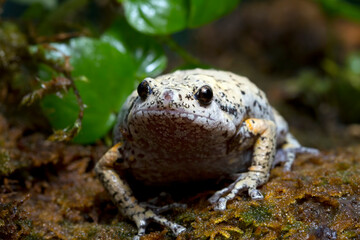 Kaloula baleata toad closeup on moss, chuby frog